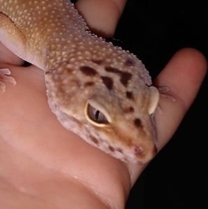 Meet your Posher, Kai